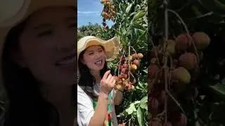 Rich Fruit - Cutting Lychee Fruits on Farm Part 450 #Shorts #Fruit #Cutting