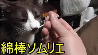 新しい綿棒が届いた！みーちゃん猫も満足の一品！近所のスーパーにはなかったタイプですがよく見たら普通の綿棒ですね！ブラックホワイトエクスカリバーとなります