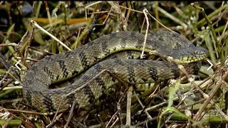 Local Wildlife: Diamondback Water Snake