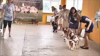 National Russian CKCS Club (Moscow, 2017) Class Winners adult Dogs placing