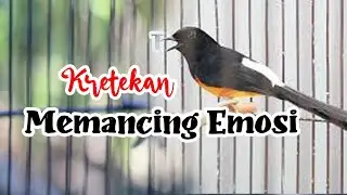 KRETEKAN MURAI BATU MEMANCING EMOSI