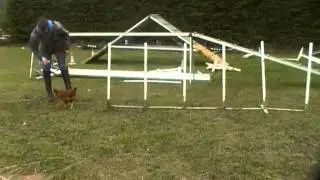 CHICKEN AGILITY!!