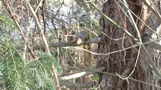 Garrulous Tree Rat