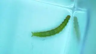 Гусінь капустяної молі (Plutella maculipennis)