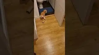 Chasse au PQ : niveau expert ! 😹#mainecoon #kitten #catsofyoutube #funny
