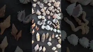 #Seashells #SeashellCollection #BeachVibes #CoastalLiving #OceanLovers #beachfinds