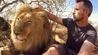Brushing Bongani | The Lion Whisperer