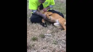 Dog Rescued from truck stop