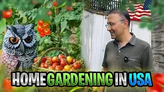 Home Gardening کورانۍ باغچه | Cherry Tomato | Green Pepper | Virginia USA | Wakil khan
