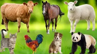 Cute Farm Animals: Chicken, Duck, Pig, Cow, Goat, Dog, Horse, Rabbit, Giraffe &ndash; Animal Video
