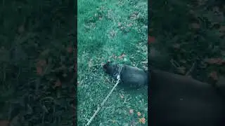 LITTLE Black Pug RUBY trotting around the park!   #dogwalking #mypug #puglife #pugs #blackpug