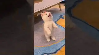 The little kitten is meowing!💕😻 #cat #cute  #kitten #meow