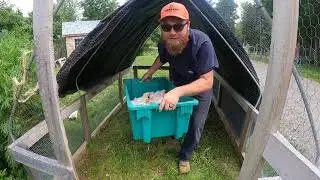 Chicks on the Move | Maine Homesteading