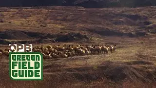 Thousands Of Elk Make Mount St. Helens Home | Oregon Field Guide
