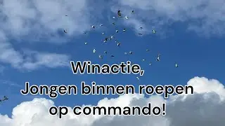 Update winactie | jongen binnen roepen op commando | Postduiven |