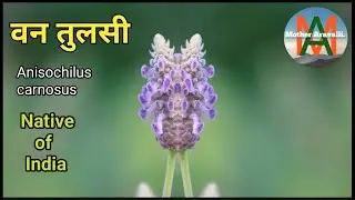 Anisochilus carnosus, वन तुलसी, Native plant of Aravalli 