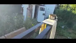 08222025 legal cannabis garden and tomatoes with kittens too