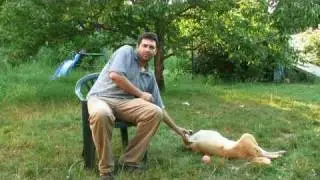 Dog Diseases: Prevention & Treatment : How to Determine if Your Dog Needs Medical Care