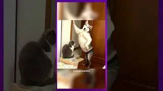 kandam style dog dance | #shorts #shortvideo #shortsvideo #youtubeshorts #youtubeshort #viralvideo