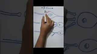 Neuronal chemical synapses Excitatory post-synaptic potential ( E.P.S.P) شرح فيسيولوجيا
