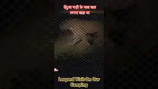 Leopard Visit On Our Camping In Forest #leopard #camping #shorts #nightcamping #campinginindia