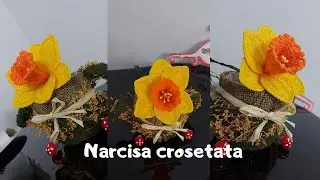 Narcisa crosetata