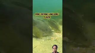 KOLONI IKAN MAKAN UMPAN #faktaunik #ikan #short