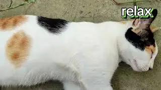 single life ##catlovers #youtube #diliraba #cutecat