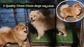 top quality Chow Chow dogs for sale in telugu/7989809822 / aj pets