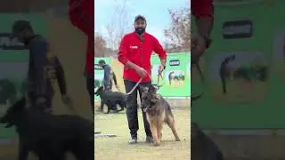 German Shepherd Jackson's Amazing Obedience Training Transformation | Dog Training Center