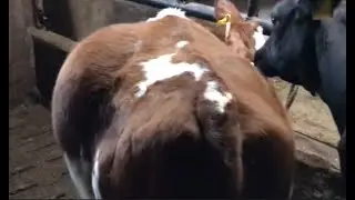 Release of Gas, Tympany (Bloat) in Cow. #Bovine_Doctor
