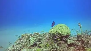 Coral Garden Sosua Bay. Diver&acute;s Paradise.