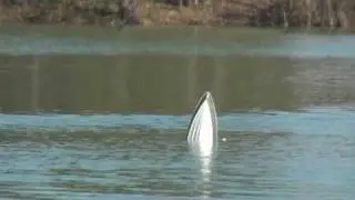 Cobra fast boat crash offshore RC brushless