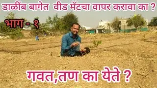 डाळींब बागेत  वीड मॅटचा वापर करावा का# गवत ,तण का उगवते# weed mat# gross# तण#गवत# farming#डाळींब #