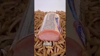 10 000 Mealworms vs. LIVER PAT&Eacute;