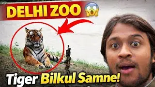 DELHI ZOO में Tiger बिल्कुल सामने 😱 | Real Footage #delhizoo 