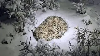 O leopardo-das-neves ferido caiu na neve e, &agrave; beira da morte, um pastor o encontrou&hellip;..