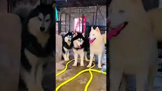 cute dog 🐕 😘😘😘 #animalpets #pets #doglovers #dogvedios #dogs #animalpetstv #dogshorts #viralvideo