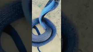 Black cobra snake 🐍🐍🐍🐍 wadsap States 🙏🏻🔱🕉️🕉️