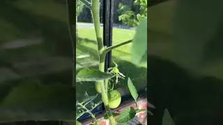 Video: S&aring;dan nipper du sideskud p&aring; tomatplanter