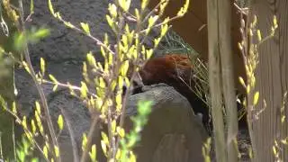 Red Panda Stretch