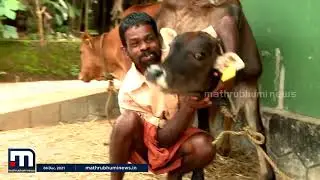 വില്വാദ്രി പശുക്കളുടെ വിശേഷങ്ങളുമായി കൃഷിഭൂമി | Mathrubhumi News