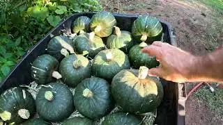Buttercup Squash Harvest