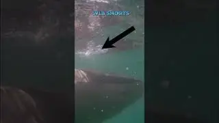 Dolphins Save Swimmer from Shark Attack