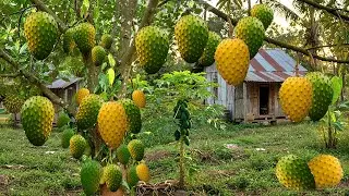 grafting fruit tree.Farmers Produces Billions of Fruits&Vegetables Each Year|Agriculture Documentary