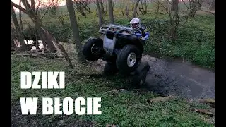 Dziki w błocie! CF MOTO 500 | HONDA TRX 500 | LINHAI 300