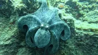 Diving in Fuerteventura: octopuses
