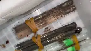 The Mimicry King: Camponotus planatus #ants #anthive 