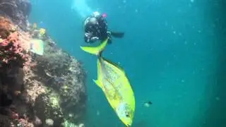 Twenty Marlin  and One Whale shark Thailand  Sail  Rock 07 January 2014 Underwater video