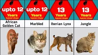 Wild Cats Lifespan Comparison